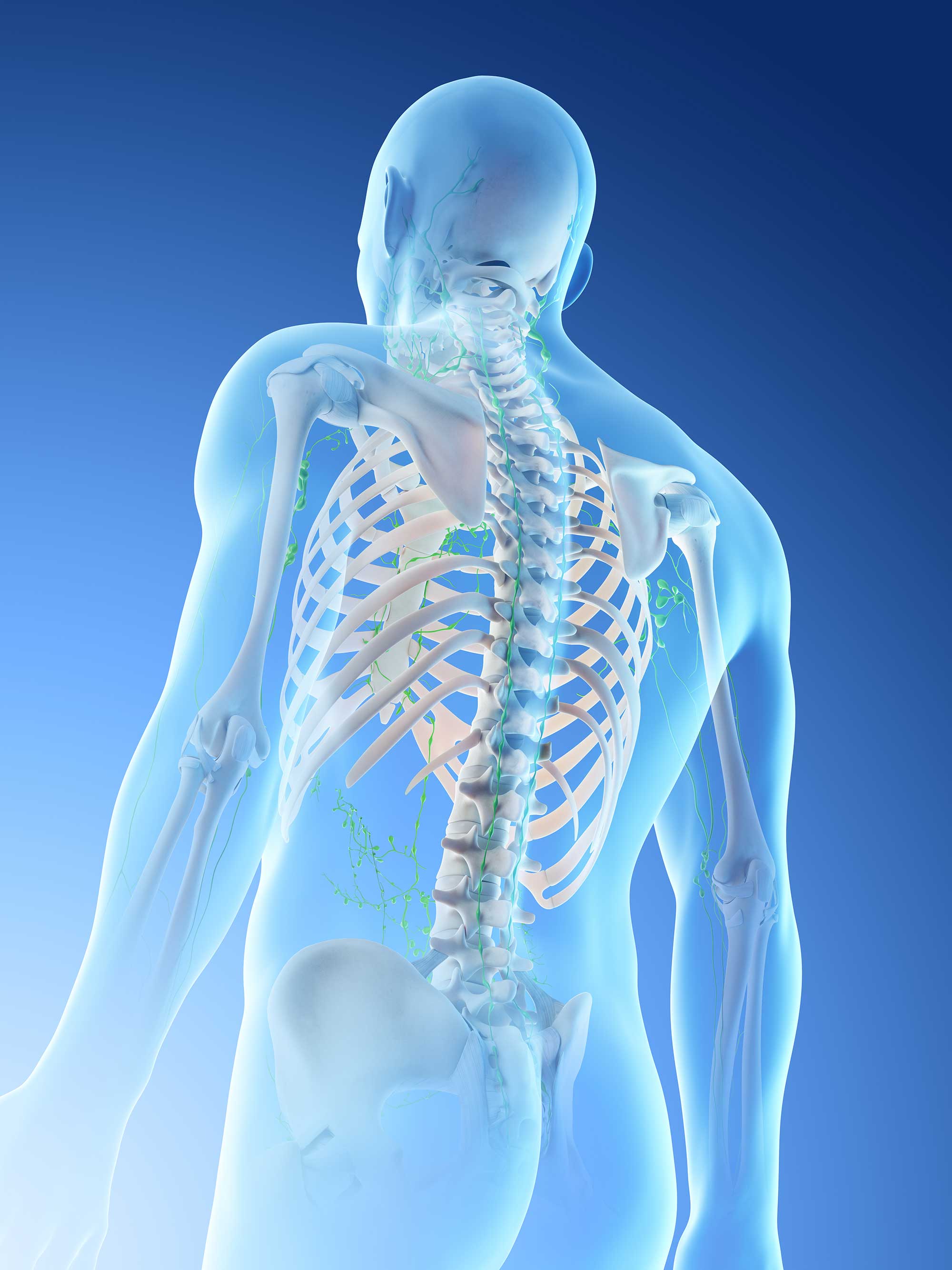 Visualisierung des menschlichen Skeletts, einschlielich der Wirbelsule, zur Veranschaulichung der Knochenanatomie.