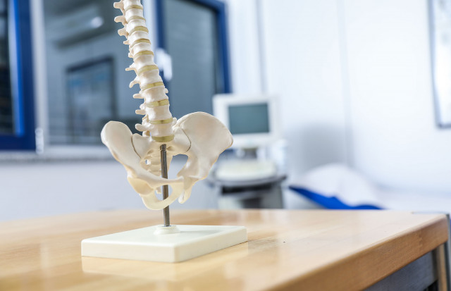 Schwerpunkt Rheumatologie - Auf einem Tisch befindet sich ein Modell der Wirbelsule, das die Struktur des menschlichen Rckgrats zeigt.